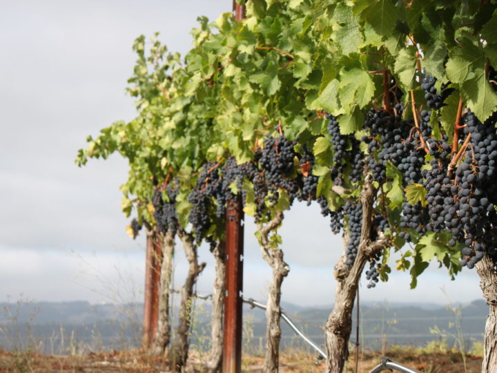 Behind the Grapes: Cabernet Sauvignon
