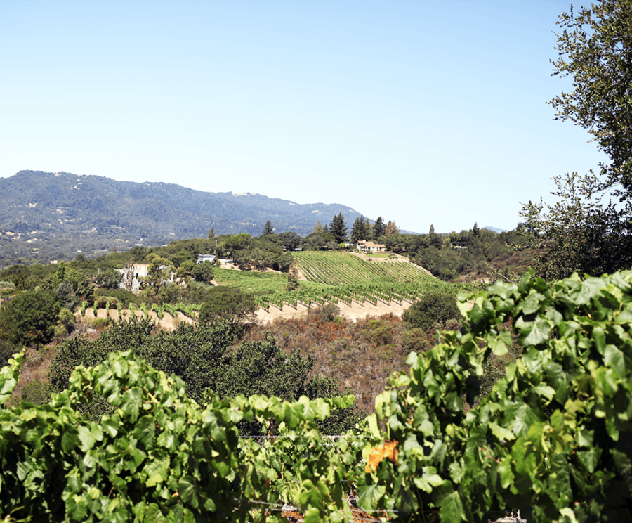 Caton vineyard view