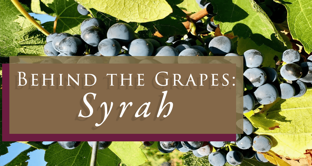 syrah grapes