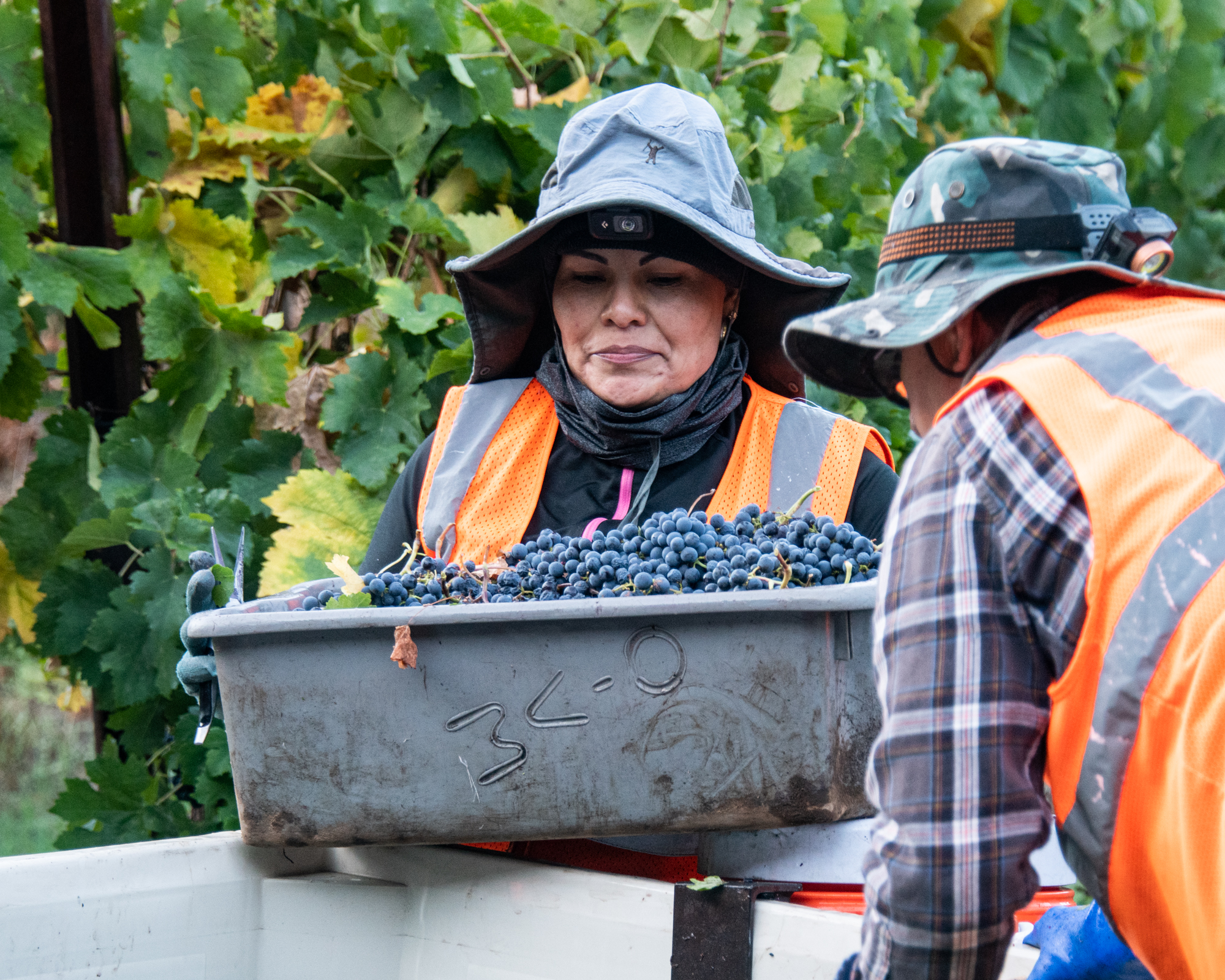 person looking at grapes in bin
